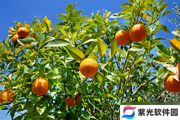 2025海龟汤题目和答案全套-海龟汤题目答案全解析-第四章
